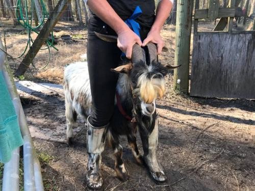 Adopt Pacino (goat) a Goat farm-type animal in FREEPORT, FL (24714978)