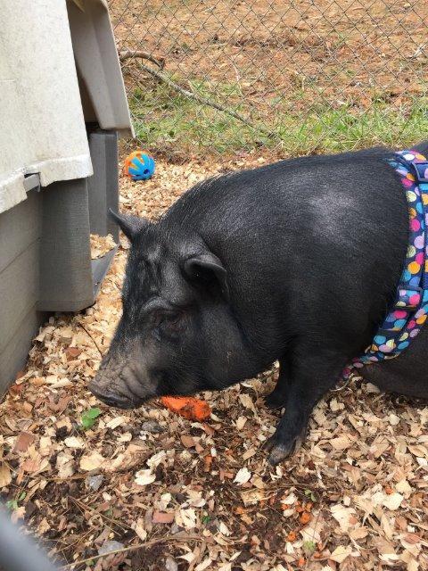 Adopt petunia a Pig