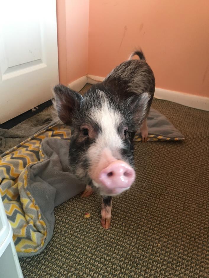 Adopt Winchester a Pig