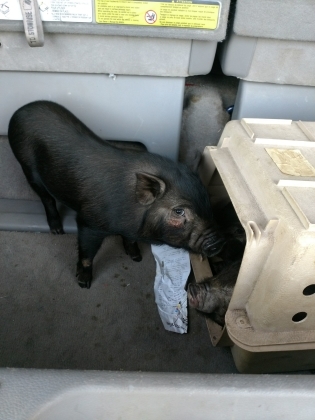 Adopt Penny a Pig