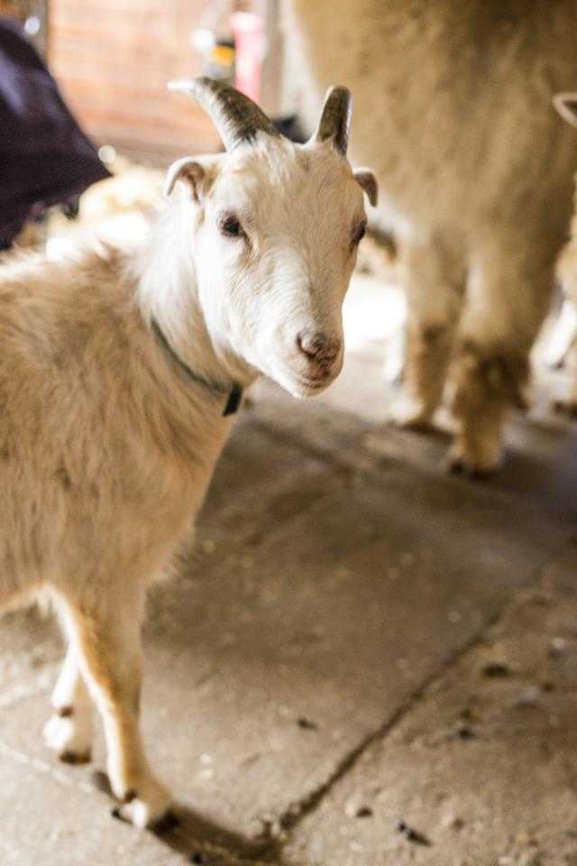Adopt HYDE a Goat / Mixed farm-type animal in Methuen, MA (20675283)