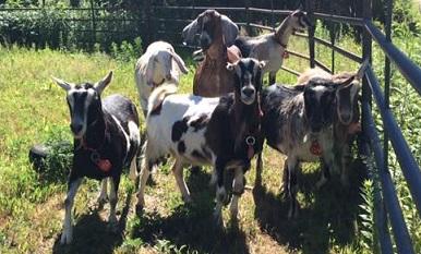 Adopt various breeds of goats to meet for adoption a Goat