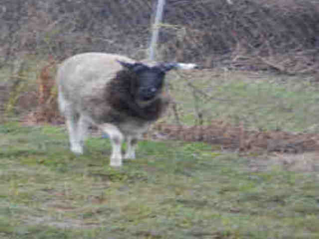 Adopt A207657 a Sheep