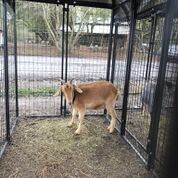 Adopt Yoho (goat) a Goat