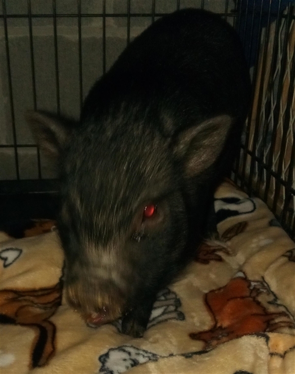 Adopt 18-11-3403 Hammie a Pig