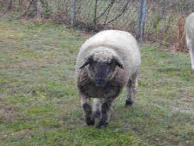 Adopt A207656 a Sheep