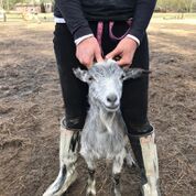 Adopt Vixie (goat) a Goat