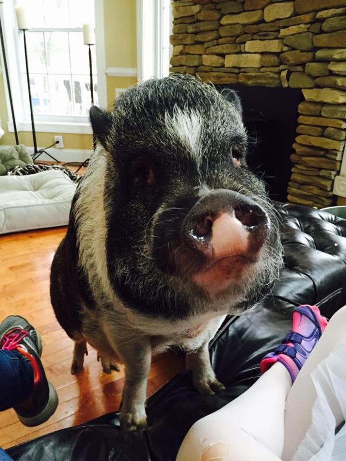 Adopt Percy **COURTESY LISTING** a Pig