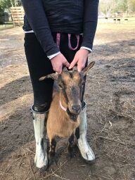 Adopt Sissy-pants (goat) a Goat