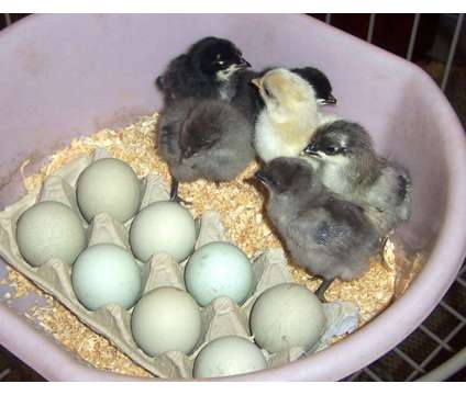 Cemani, Barnevelder, Araucana , Svart Hona and more chicks and eggs