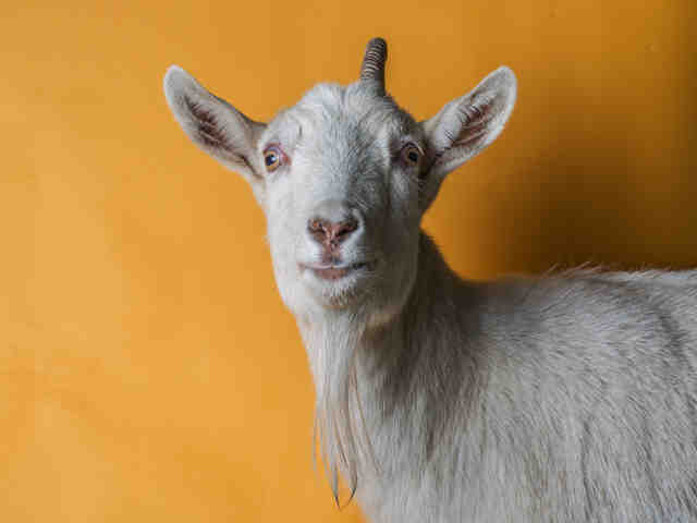 Adopt DELILAH a Goat
