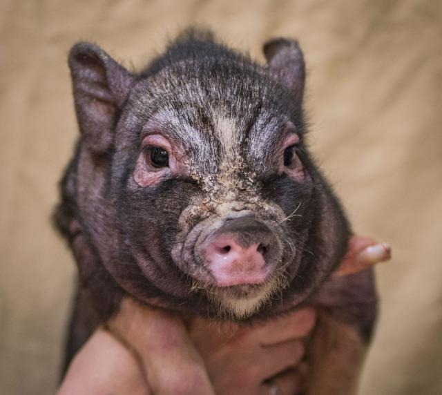 Adopt Stewart a Pig