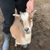 Adopt Wafer (goat) a Goat