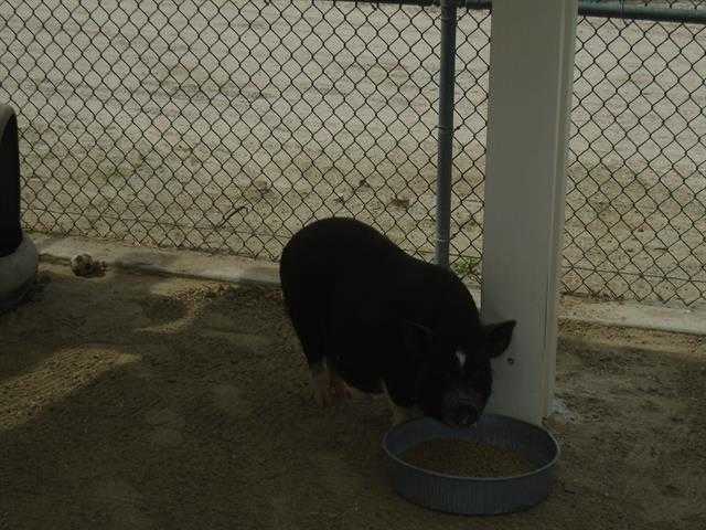 Adopt Livestock a Pig (Potbellied) / Mixed farm-type animal in Thousand Palms