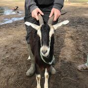 Adopt Zillie (goat) a Goat
