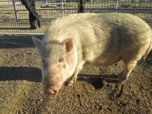 Adopt SULLY a Pig