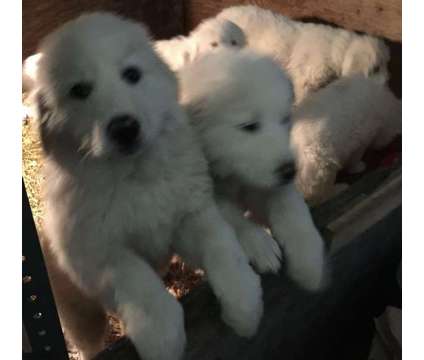 Great Pyrenees purebreds