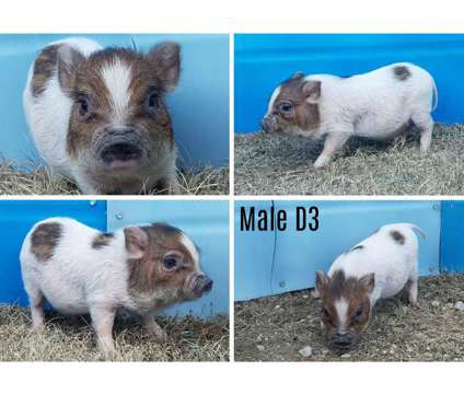 Mini Pigs