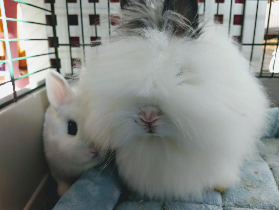 Adopt Morgan a Lionhead