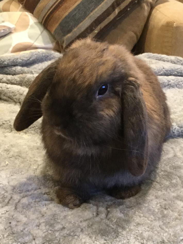 Adopt Carly a Lop Eared