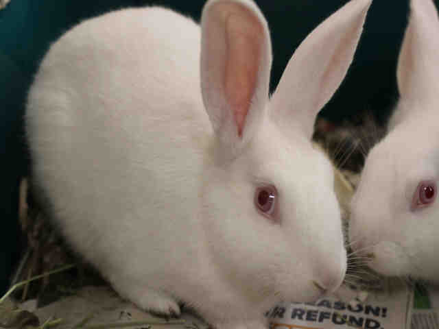 Adopt JUNIOR a Black New Zealand / Mixed rabbit in Upland, CA (24673249)