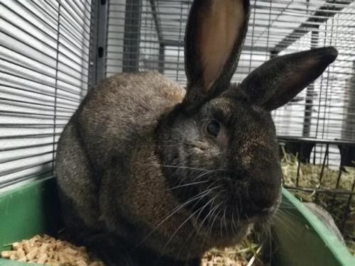 Adopt HUX a Other/Unknown / Mixed (medium coat) rabbit in Tacoma, WA (20508948)