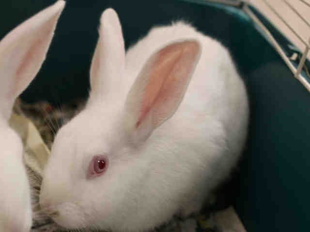 Adopt MACK a Black New Zealand / Mixed rabbit in Upland, CA (24673274)