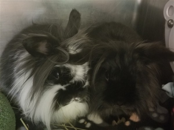Adopt Giggles a Lionhead / Mixed rabbit in Sheboygan, WI (24658702)
