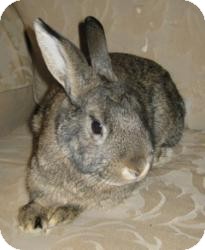 Adopt Jessie a Chinchilla, American / Mixed rabbit in Maple Shade, NJ (8887173)