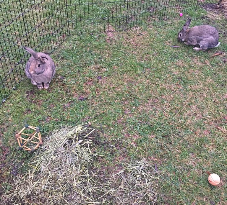 Adopt Fred and George a Flemish Giant