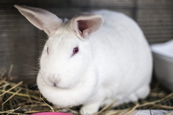 Adopt Moonstone a New Zealand / Mixed rabbit in Napa, CA (20522968)