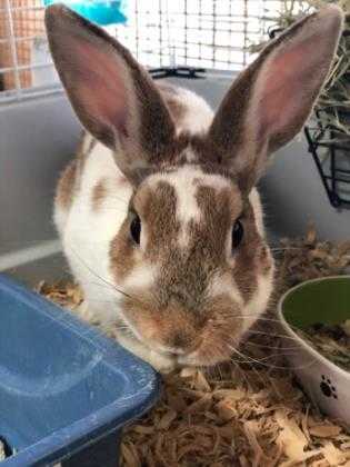 Adopt Chive a White Other/Unknown / Mixed rabbit in Aberdeen, SD (24668232)