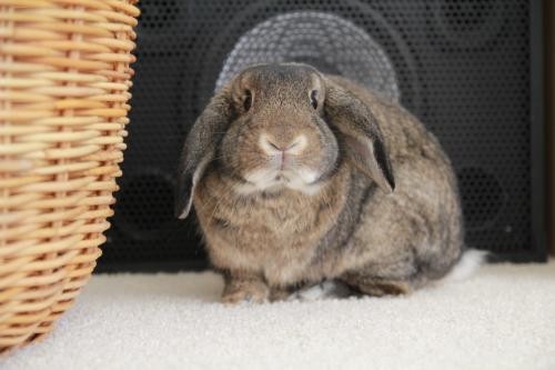 Adopt Rusty a Lop, Holland / Mixed rabbit in St Paul, MN (20512604)