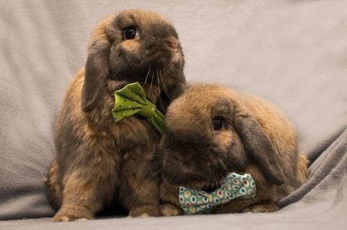 Adopt Ralph & Fendi a Mini Lop / Mixed (short coat) rabbit in Baton Rouge