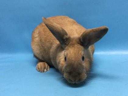 Adopt Schroeder a Tan Other/Unknown / Mixed rabbit in Golden Valley