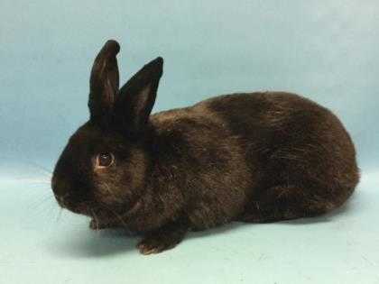 Adopt Patrick a Chocolate Other/Unknown / Mixed rabbit in Golden Valley