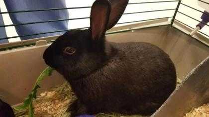 Adopt SAUSAGE a Black Other/Unknown / Other/Unknown / Mixed rabbit in Augusta