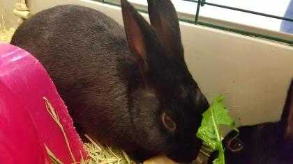 Adopt MEATBALL a Black Other/Unknown / Other/Unknown / Mixed rabbit in Augusta