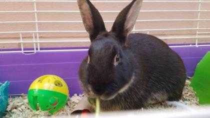 Adopt PEPPERONI a Black Other/Unknown / Other/Unknown / Mixed rabbit in Augusta