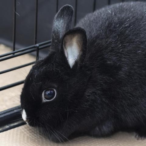 Adopt Charlie a Netherland Dwarf rabbit in Middletown, RI (24656239)