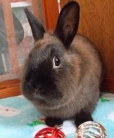 Adopt Zelda a Chocolate Dwarf / Mixed (short coat) rabbit in Woburn