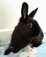 Adopt Barbara a Black Dwarf / Mixed (short coat) rabbit in Woburn, MA (20522768)
