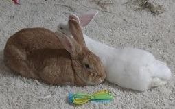 Adopt Zelda a Tan Palomino / Mixed (short coat) rabbit in Woburn, MA (20522840)
