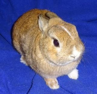Adopt Pumpkin a Blond/Golden Polish / Mixed (short coat) rabbit in Woburn