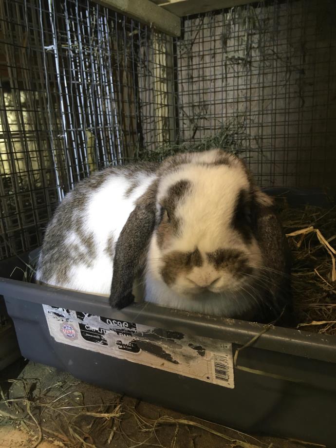 Adopt Dennis a White Lop-Eared / Mixed (medium coat) rabbit in Elizabethtown