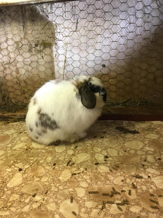 Adopt Pico a Lop-Eared / Mixed (medium coat) rabbit in Elizabethtown