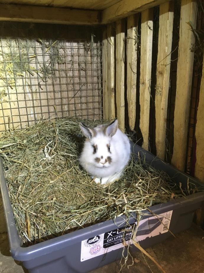 Adopt Tweety a White Lionhead / Mixed (medium coat) rabbit in Elizabethtown