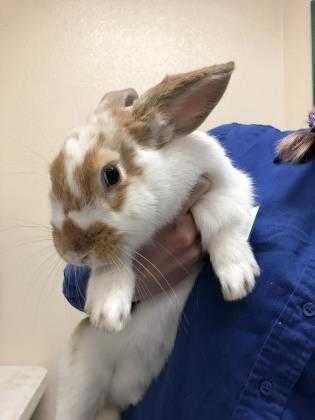 Adopt Carrot Cake a White American / American / Mixed rabbit in Reno