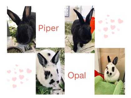 Adopt Piper~18/19-0585a a Black Other/Unknown / Other/Unknown / Mixed rabbit in