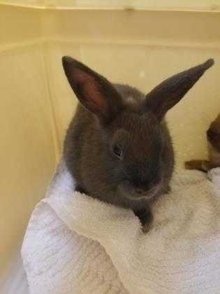 Adopt Sweetpea a Grey/Silver American / Other/Unknown / Mixed rabbit in Largo
